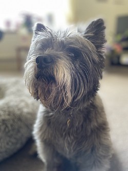 He loved cake, his red ball and shouting at bigger dogs and birds.